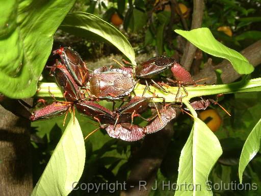 Bronze Orange Bug cluster 